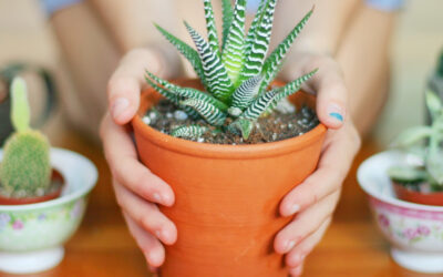Happy Houseplant Appreciation Day: 5 Low-Maintenance Houseplants